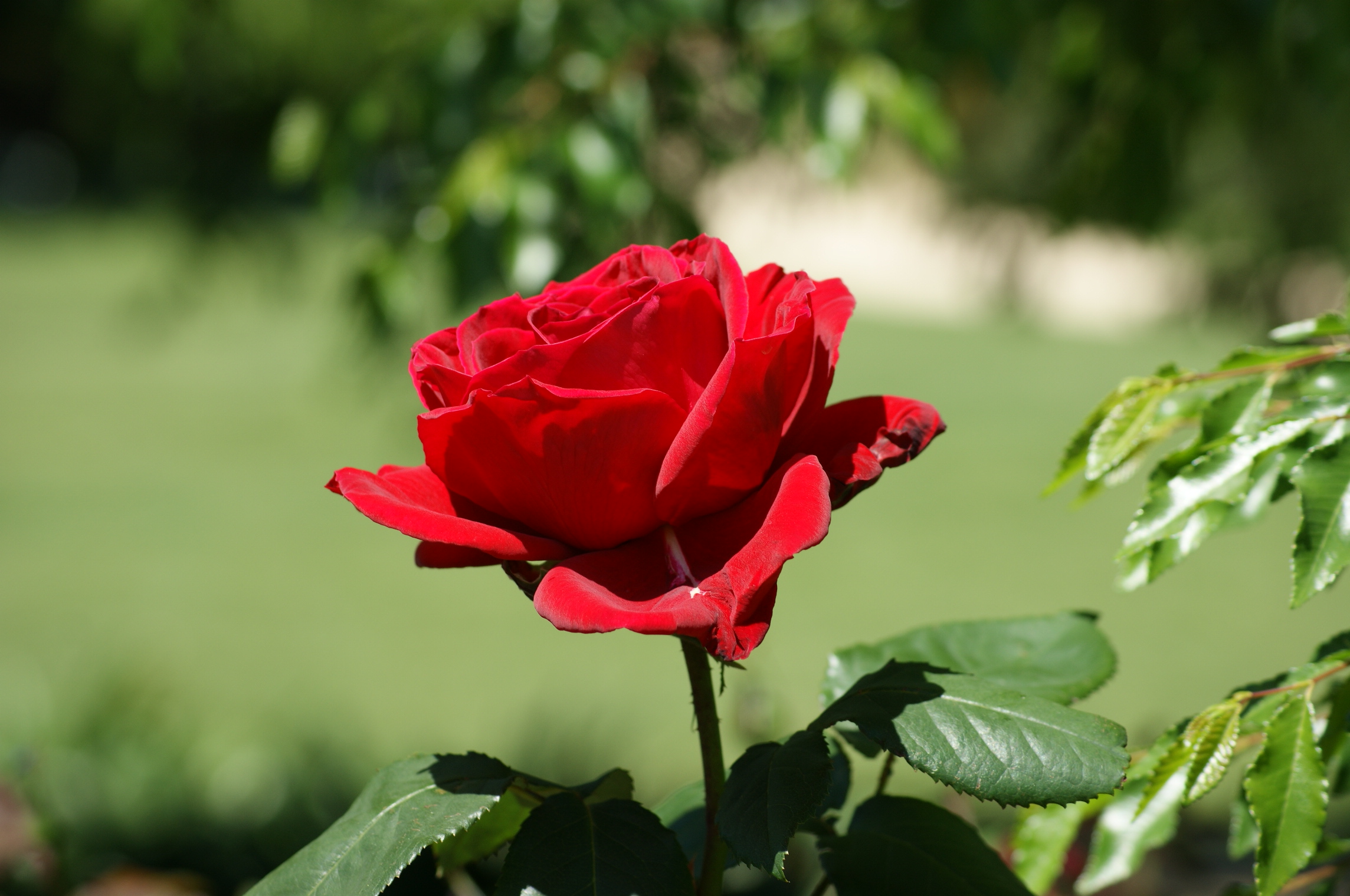 Hvordan forstå betydningen⁢ av rosen?